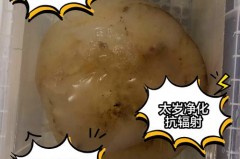 肉灵芝是什么东西，灵芝是什么之首