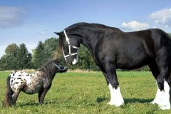 夏尔马为什么不能骑_夏尔马夏尔马