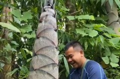 巨龙竹长什么样，世界上最大的竹子品种是什么_巨龙竹最大长多大