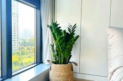 房间里放植物能增强活力阳气吗，判断房子的阳气和阴气有什么方法的简单介绍