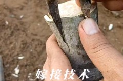 嫁接膜和保鲜膜一样吗，嫁接枝条保鲜膜保存