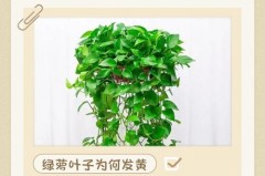 绿萝叶子发黄是水多了还是水少了，绿萝叶子发黄水浇多了？