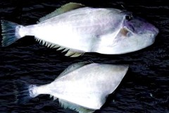 耗儿鱼为什么没有头，耗儿鱼为什么都没头？