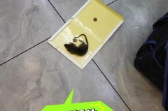 卫生间吊顶上老鼠会跑出来吗，卫生间吊顶有老鼠有专门处理的人吗