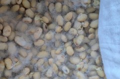 大豆被放久了会烂吗，大豆被可以放在太阳下暴晒吗？