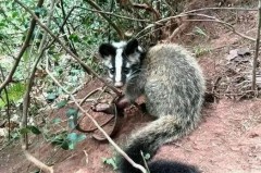 果子狸是什么动物，果子狸是什么动物?