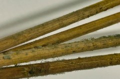 筷子上的霉斑有毒吗，筷子上的霉斑会感染什么疾病吗？