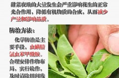 阳台的花长虫了怎么办，阳台的花长虫了怎么办图片？