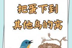 杜鹃鸟为什么不做窝_杜鹃为什么不自己孵鸟