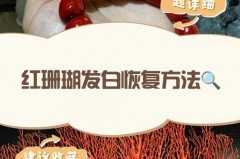 红珊瑚真品放在水里会怎样，红珊瑚最贵三个颜色？