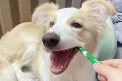 狗狗漱口水怎么用，狗狗漱口水原理