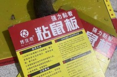 粘住老鼠的粘鼠板是什么垃圾_粘鼠板粘到老鼠算哪类垃圾?