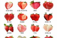 奶油草莓为什么叫奶油草莓，奶油草莓名字由来？