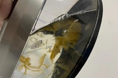 挂烫机水箱长绿毛怎么清理，挂烫机水箱长绿毛怎么清理干净？