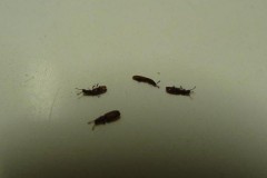 为什么窗户边死的虫子多，为什么窗边会有死虫子？