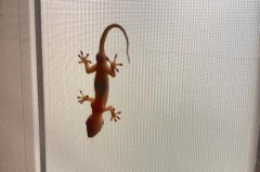 家里有壁虎是什么征兆_家里有壁虎是什么征兆要赶走吗