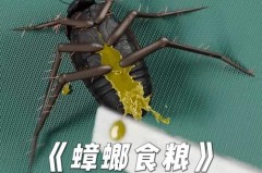 蟑螂奶是什么蟑螂产出来的奶吗，蟑螂奶是怎么发现的，胎生蟑螂奶
