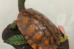 黄喉是什么东西_黄喉是什么东西?