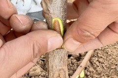 嫁接芽点能顶破膜吗，柚子嫁接芽点能顶破膜吗？