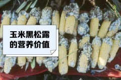 玉米长黑色的菌是为什么，玉米长黑菌是怎么造成的？