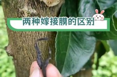 嫁接的膜是什么膜，嫁接膜用厚的好还是薄的好