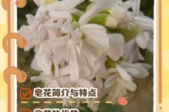 香皂花送人意义是什么，香皂花送女友会分手吗