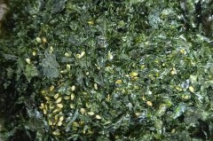 海苔是什么做的，海苔是什么东西做成的