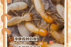 家里有白蚁怎么灭_家里有白蚁最简单处理方法