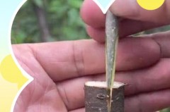 嫁接膜和保鲜膜一样吗，嫁接能不能用保鲜膜把枝条包起来？