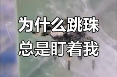 跳蛛为什么会盯着人看_蟑螂为什么会朝着人飞