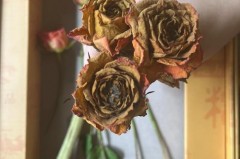 永生花会发霉吗，永生花发霉如何去除？