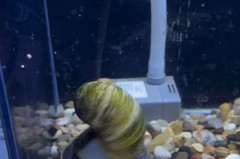 乌龟是什么动物类型_乌龟是什么的动物