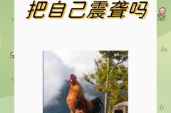 公鸡打鸣声音这么大会震聋自己吗，公鸡为什么天亮就要打鸣，为什么公鸡会打鸣准时