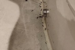 卫生间积水有很多虫怎么回事，卫生间积水有很多虫怎么弄？