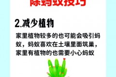 锅台有蚂蚁怎么处理，锅台有蚂蚁怎么处理干净？