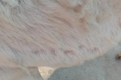 羊绒被掉毛正常吗，羊绒掉毛正常吗?