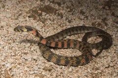 野鸡脖子蛇是什么意思，野鸡脖子是什么蛇，野鸡脖子蛇学名叫什么？