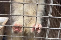 貂皮清洗可以用雪洗吗，貂皮可以放在雪里洗洗吗