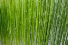 贡菜是什么菜长什么样，贡菜是什么菜有什么营养价值