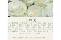 玫瑰花颜色的寓意都是什么，玫瑰花颜色含义是什么