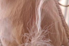 羽绒被有鸡毛味正常吗，羽绒被有鸡毛味正常吗怎么处理？