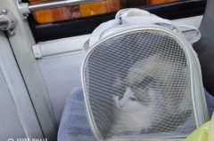 坐公交可以带猫上车吗_坐公交可以带猫上车吗现在
