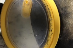 饭盒里的橡胶圈有味道能用吗，饭盒橡胶圈有气味