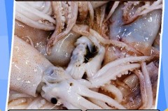 鱿鱼清洗方法，鱿鱼清洗方法视频