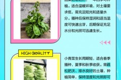 油菜指的是什么菜，啥是油菜