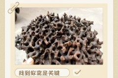 室内有蚂蚁用什么方法消灭，室内有蚂蚁怎么治？