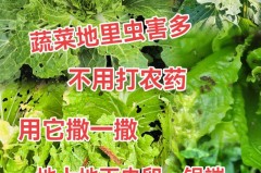小青菜生虫不用农药有何方法能驱虫_小青菜有虫不用药还有什么办法