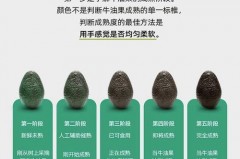 牛油果是什么季节的水果_牛油果前十害处