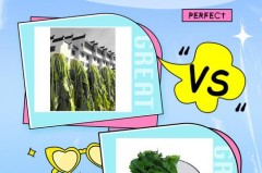 冬菜是什么菜，北京冬菜是什么菜