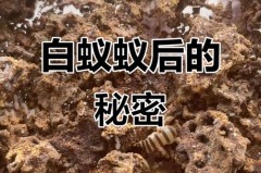 蚁后为什么变成大白虫，蚁后变成大白虫的原因
